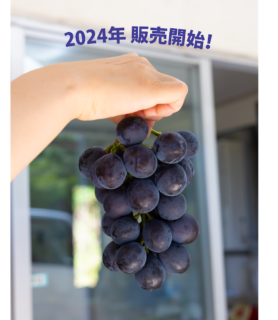 2024年の販売開始！